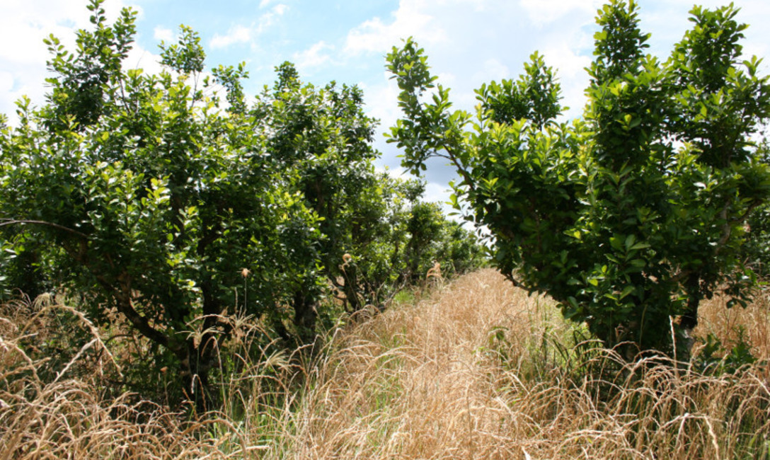 Cubierta de invierno: Rye-Grass o Azeven (Lolium multiflorum) Cubierta de invierno: Rye-Grass o Azeven (Lolium multiflorum)