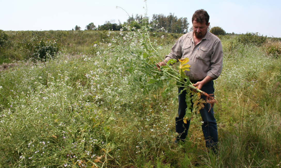 Otra opción para el invierno: Nabo forrajero (Raphanus sativus), Otra opción para el invierno: Nabo forrajero (Raphanus sativus),