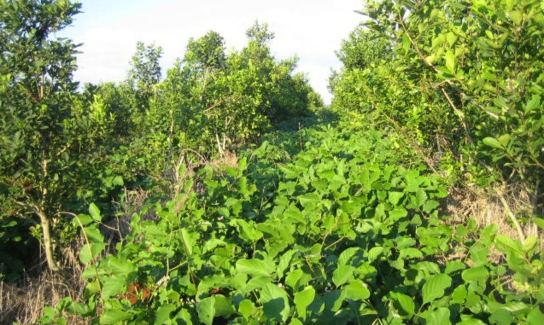 Cubierta de verano: Poroto sable (Cannabalia ensiphormis) Cubierta de verano: Poroto sable (Cannabalia ensiphormis)