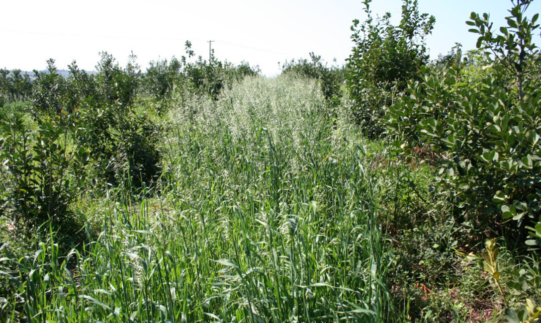 Avena Negra (Avena strigosa),cubierta de invierno. Avena Negra (Avena strigosa),cubierta de invierno.