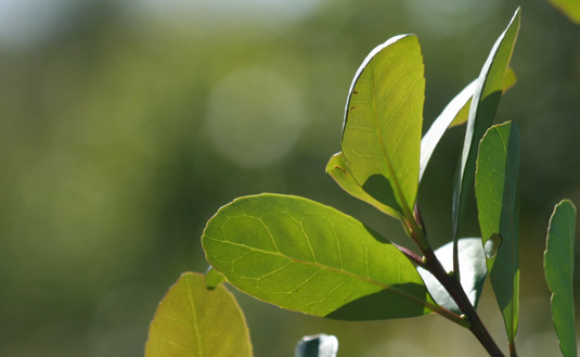 Imagen de Enero y febrero con mayor ingreso de hoja verde