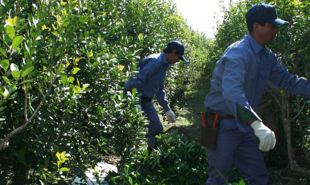 Imagen de Registro de productores y charla sobre suelo y planta Imagen de Registro de productores y charla sobre suelo y planta