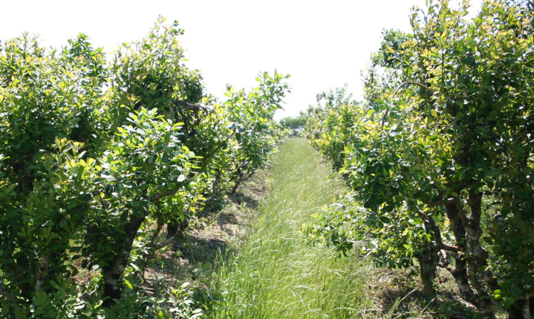 Imagen de Charla sobre manejo de planta y suelo e inscripci&oacute;n en registros