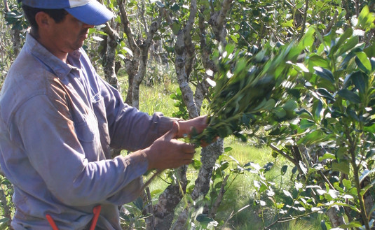 Imagen de Inscripción de  productores