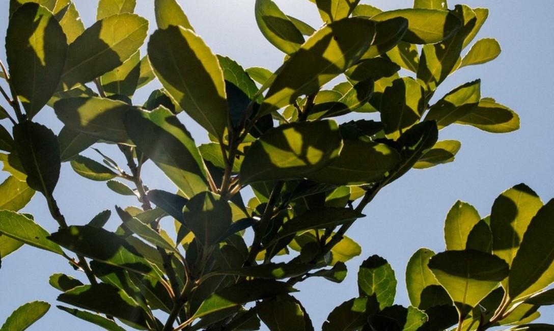 Imagen de Acercamos el Registro de Yerbales y Productores Imagen de Acercamos el Registro de Yerbales y Productores