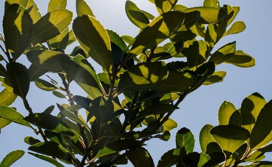 Imagen de Acercamos el Registro de Yerbales y Productores