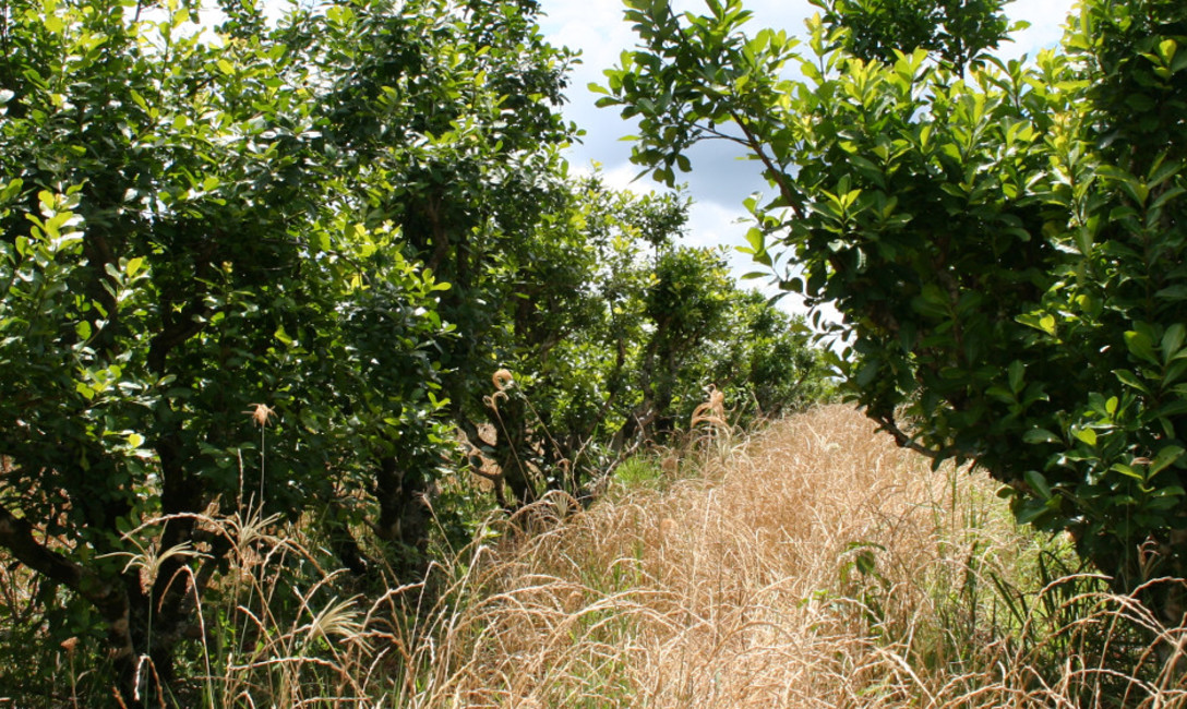 Imagen de "Es excelente el programa de Renovación de Yerbales del INYM” Imagen de "Es excelente el programa de Renovación de Yerbales del INYM”