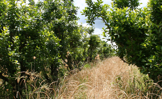 Imagen de "Es excelente el programa de Renovación de Yerbales del INYM