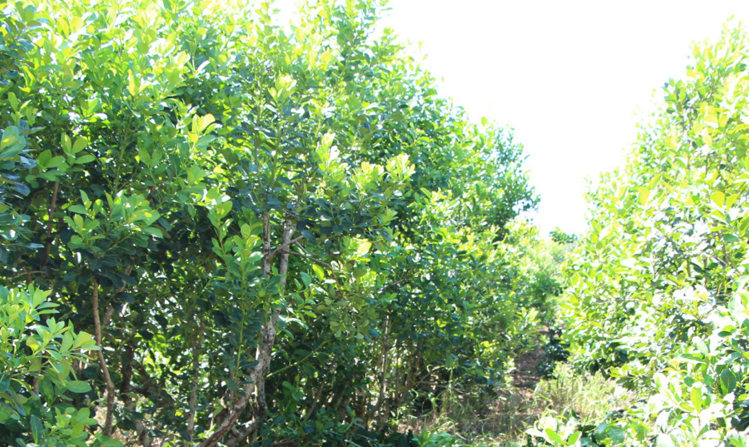 Imagen de Registro de Yerbales y Productores