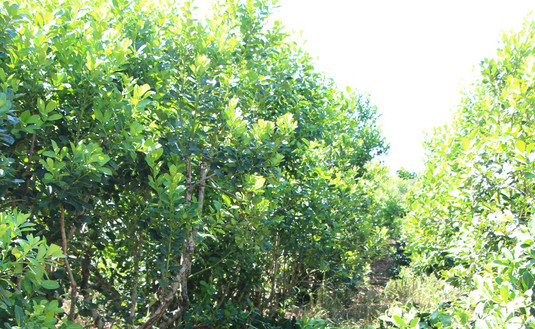 Imagen de Registro de Yerbales y Productores