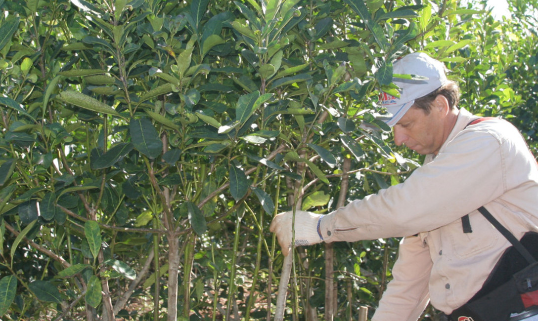 Imagen de Inscripción en el Registro de Productores y de Yerbales Imagen de Inscripción en el Registro de Productores y de Yerbales