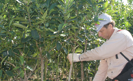 Imagen de Inscripción en el Registro de Productores y de Yerbales