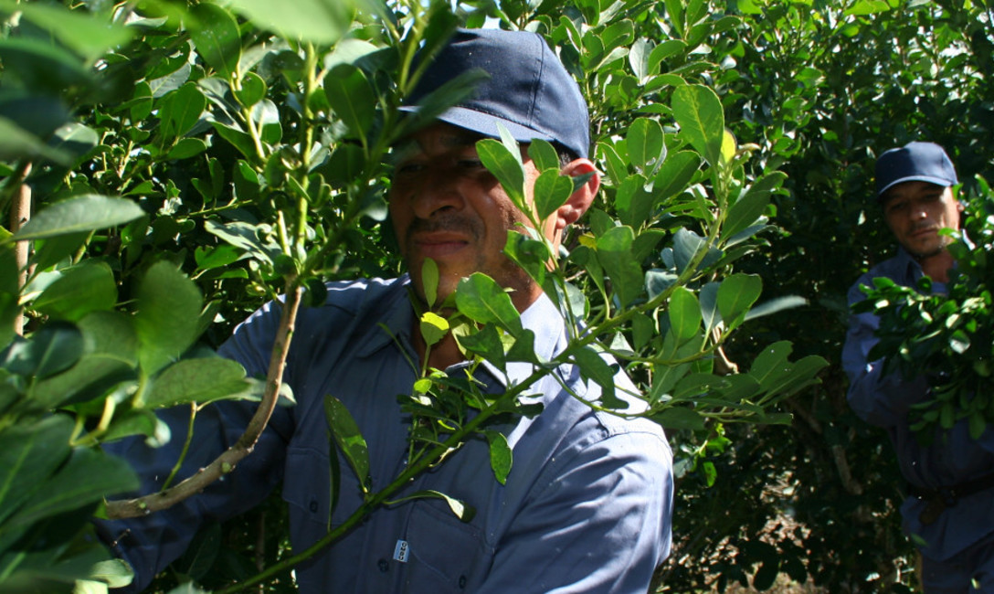 Imagen de Registro de Yerbales y Productores Imagen de Registro de Yerbales y Productores