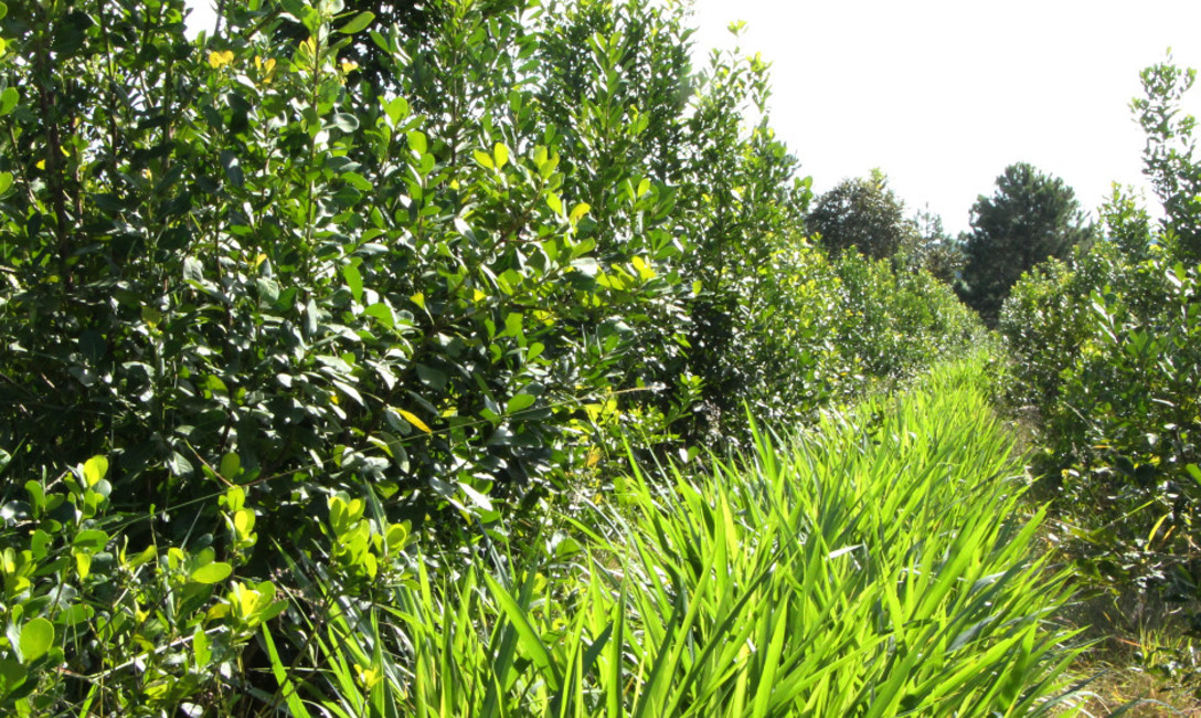 Imagen de Registro de Productores y Yerbales en el Soberbio