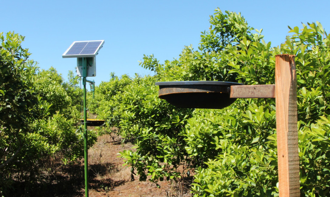 Imagen de Una trampa con energía solar para controlar el rulo Imagen de Una trampa con energía solar para controlar el rulo