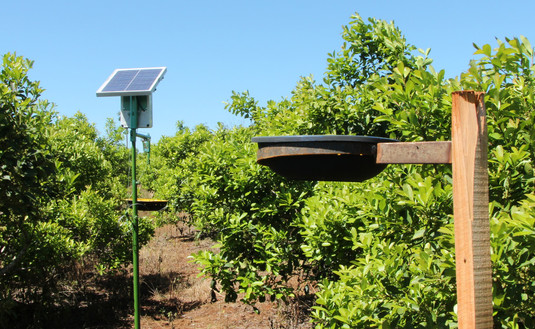 Imagen de Una trampa con energía solar para controlar el rulo