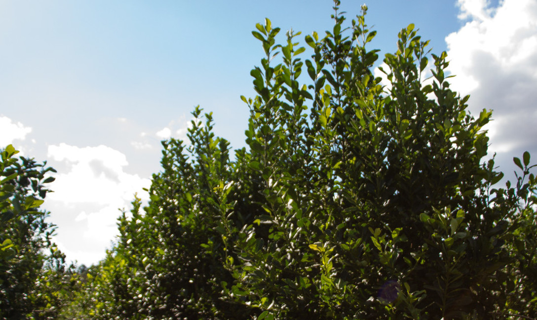 Imagen de El precio de la materia prima será resuelto por laudo Imagen de El precio de la materia prima será resuelto por laudo