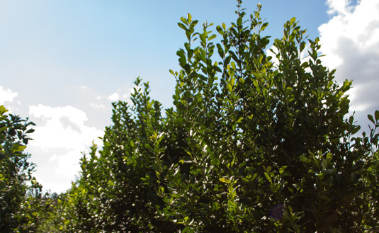 Imagen de El precio de la materia prima será resuelto por laudo