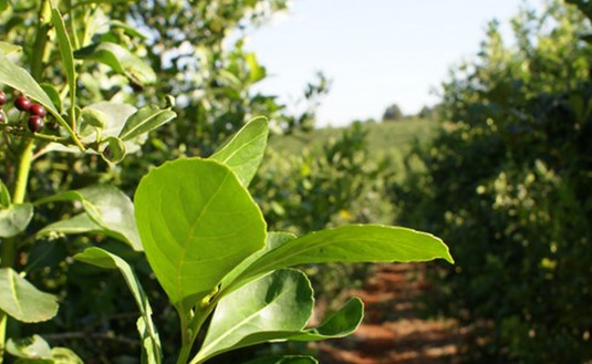 Imagen de Rigen nuevos valores para la hoja verde y la yerba mate canchada