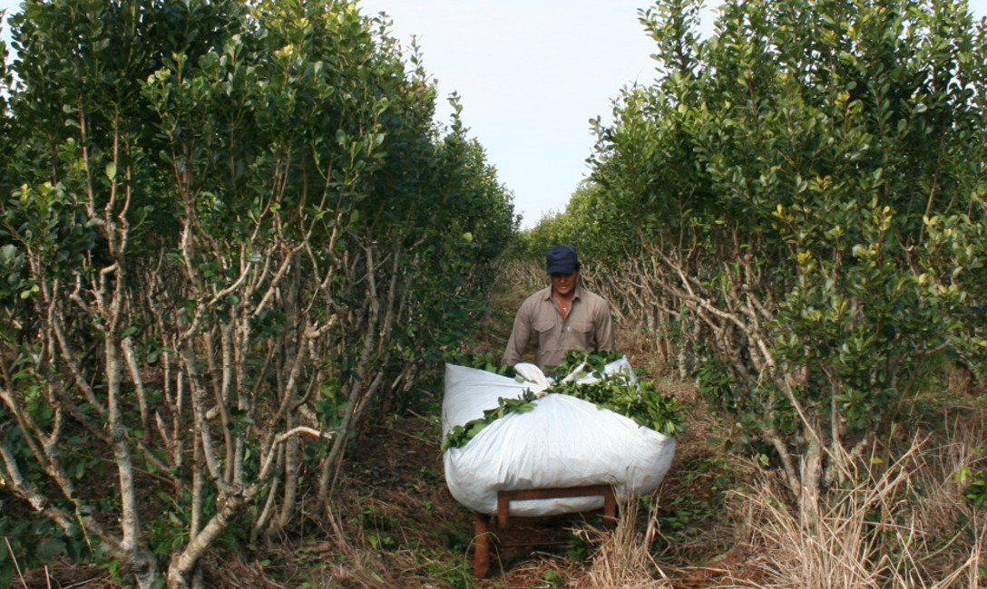 Imagen de Buenas Prácticas Agrícolas en Montecarlo Imagen de Buenas Prácticas Agrícolas en Montecarlo