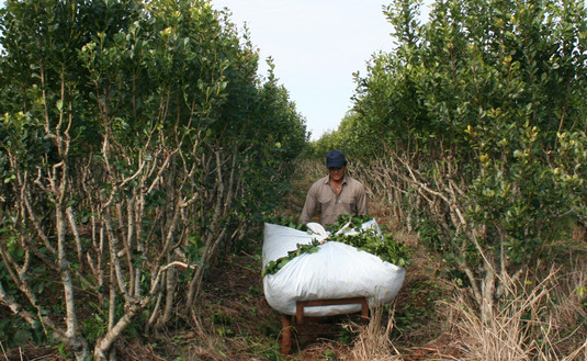 Imagen de Buenas Prácticas Agrícolas en Montecarlo