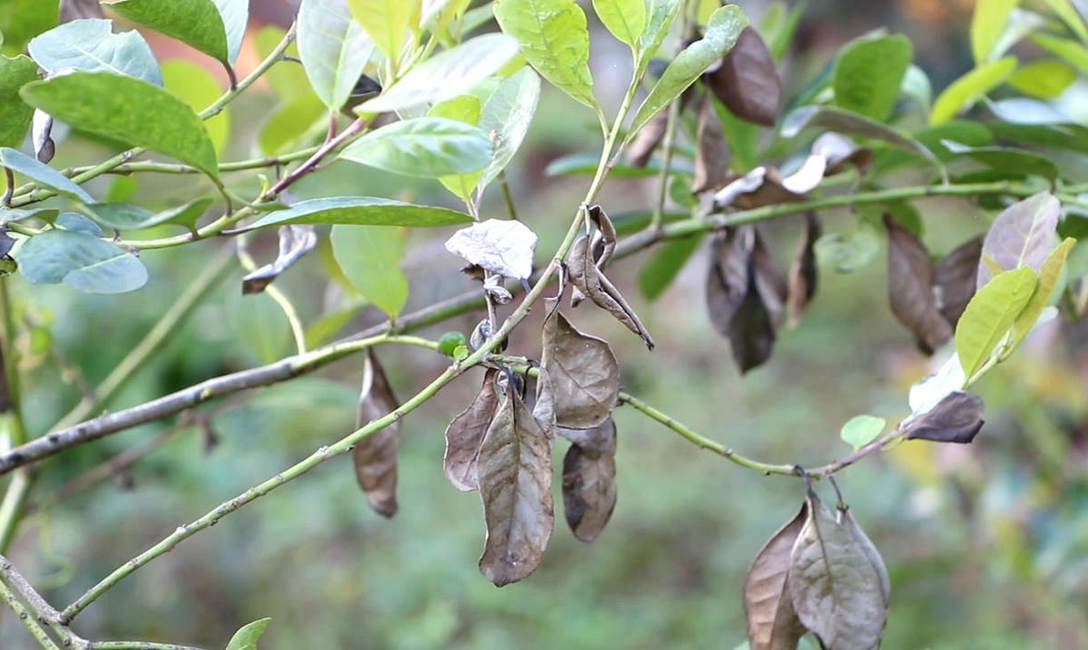Imagen de Claves para combatir el mal de la tela Imagen de Claves para combatir el mal de la tela