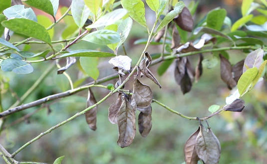 Imagen de Claves para combatir el mal de la tela