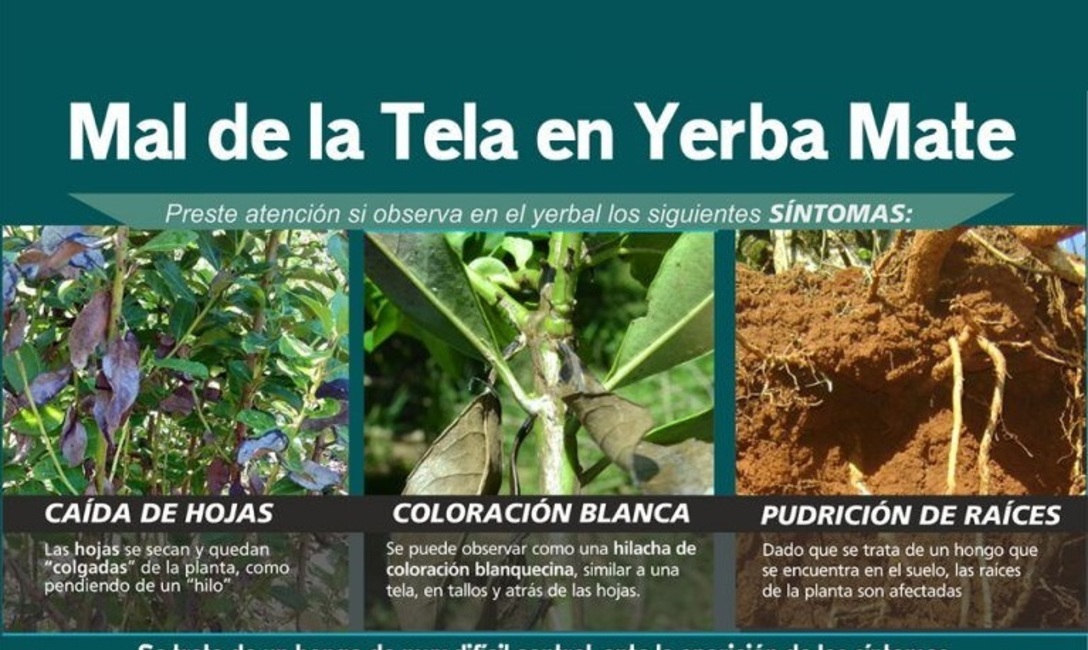 Imagen de Claves para combatir el mal de la tela Imagen de Claves para combatir el mal de la tela