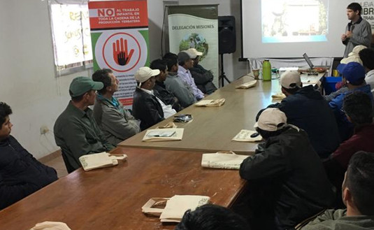 Imagen de Más tareferos capacitados en prácticas de cosecha, seguridad y legislación laboral
