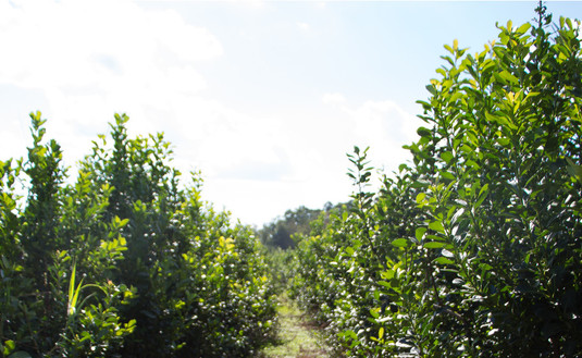 La enfermedad es causada por hongos que produce secado de hojas, tallos y ramas