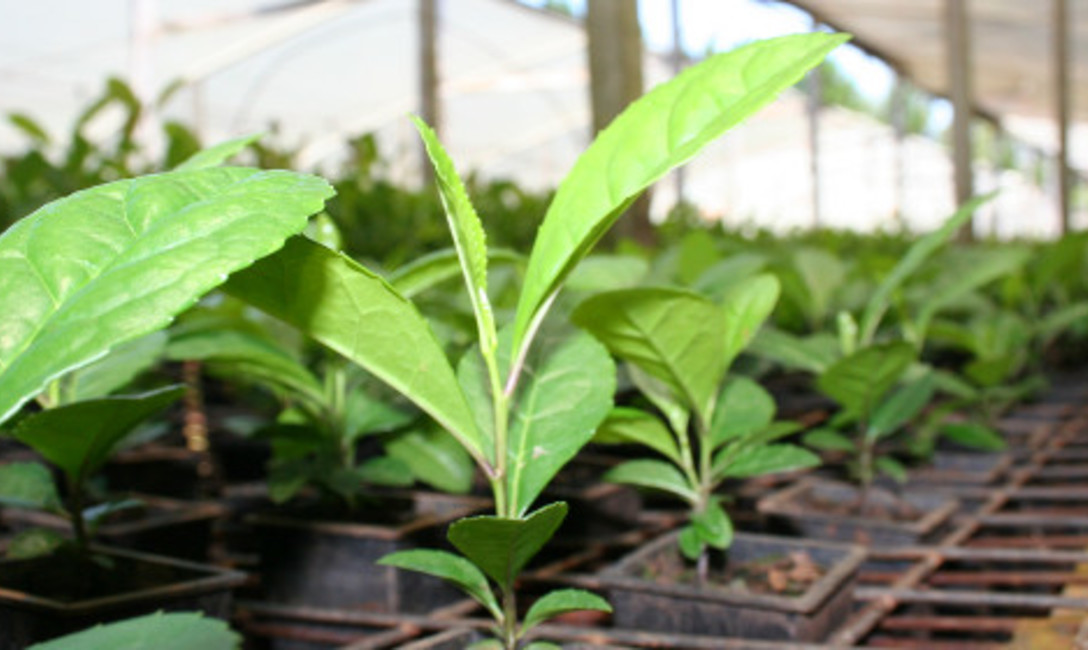 Imagen de El Primer vivero en implementar Manual de propagación vegetativa Imagen de El Primer vivero en implementar Manual de propagación vegetativa