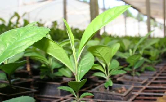 Imagen de El Primer vivero en implementar Manual de propagación vegetativa