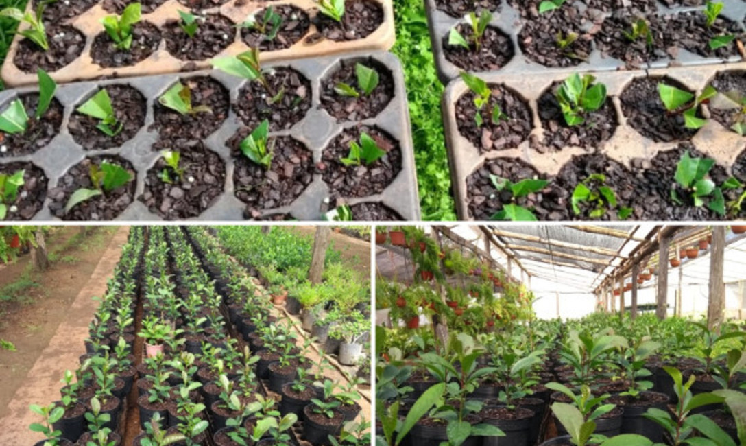 Imagen de El Primer vivero en implementar Manual de propagación vegetativa Imagen de El Primer vivero en implementar Manual de propagación vegetativa