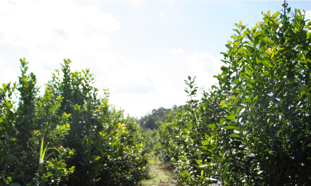 Imagen de La actividad yerbatera consolida sus indicadores positivos