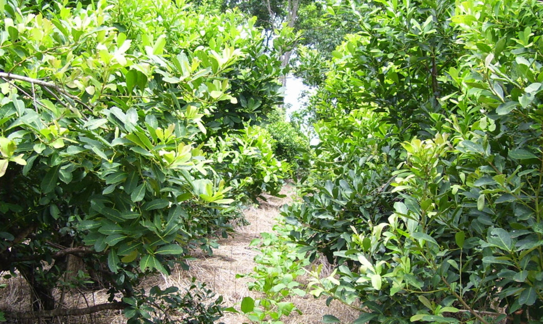 Imagen de La próxima semana, registro de productores en Tobuna y en 25 de Mayo Imagen de La próxima semana, registro de productores en Tobuna y en 25 de Mayo