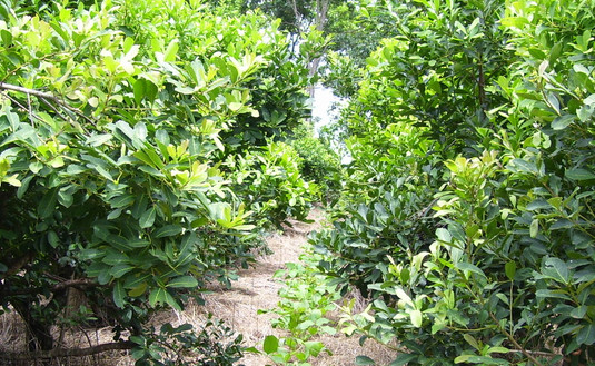 Imagen de La próxima semana, registro de productores en Tobuna y en 25 de Mayo