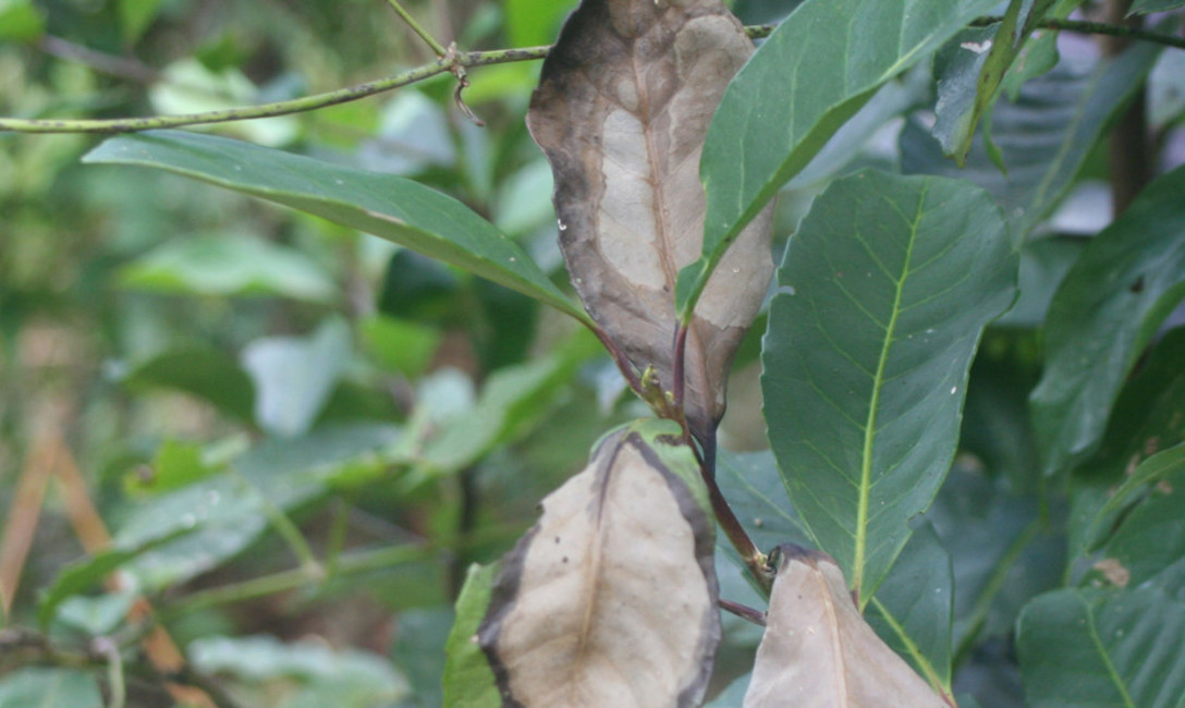 Imagen de Avances científicos y técnicos en el control del Mal de la Tela Imagen de Avances científicos y técnicos en el control del Mal de la Tela