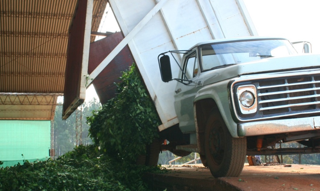 Imagen de Intensificamos los controles en la calidad y respaldo documental del traslado de la hoja verde Imagen de Intensificamos los controles en la calidad y respaldo documental del traslado de la hoja verde