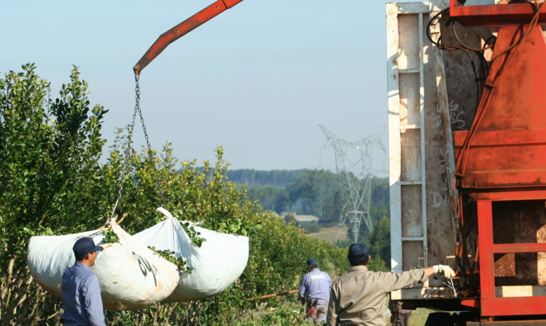 Imagen de Aumentaron la producci&oacute;n y el consumo de yerba mate en la Argentina
