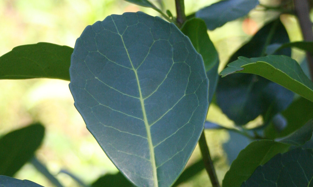 Imagen de La Policía detuvo a dos hombres vinculados a robo de yerba mate en Aristóbulo del Valle Imagen de La Policía detuvo a dos hombres vinculados a robo de yerba mate en Aristóbulo del Valle