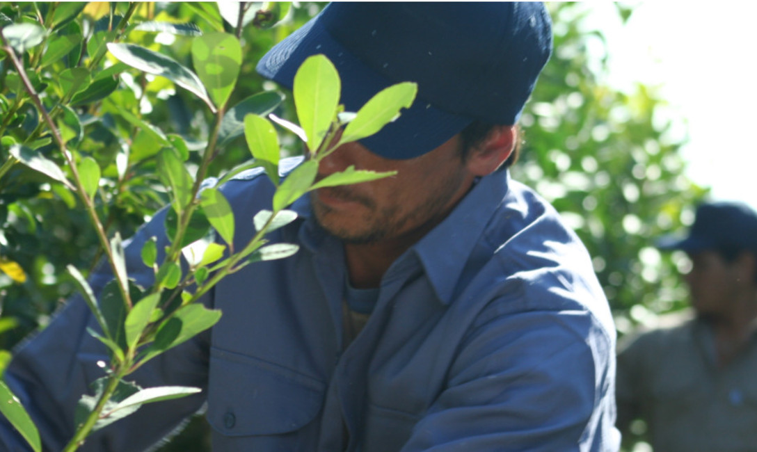 Imagen de Programa de indumentaria para tareferos Imagen de Programa de indumentaria para tareferos