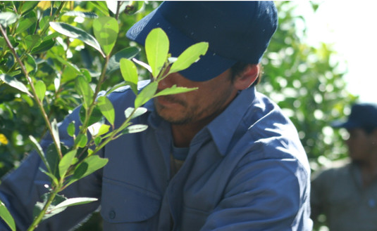 Imagen de Programa de indumentaria para tareferos