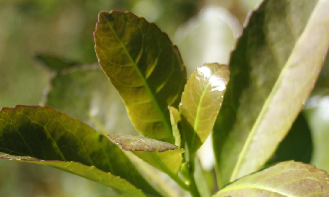 Imagen de Fijamos los nuevos valores de la hoja verde y de la yerba canchada abril a septiembre 2020 Imagen de Fijamos los nuevos valores de la hoja verde y de la yerba canchada abril a septiembre 2020