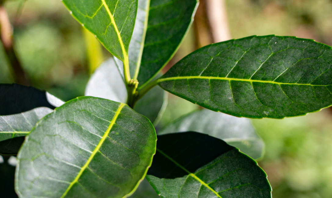 Imagen de Están vigentes los nuevos valores de la hoja verde y de la yerba canchada abril-septiembre 2020 Imagen de Están vigentes los nuevos valores de la hoja verde y de la yerba canchada abril-septiembre 2020