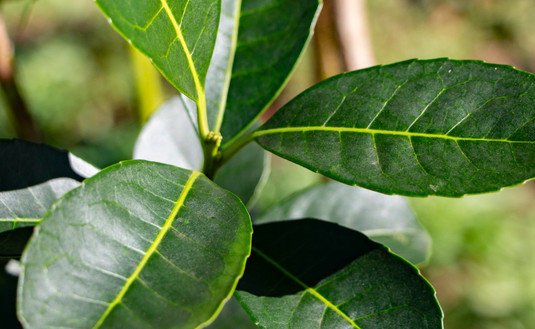 Imagen de Están vigentes los nuevos valores de la hoja verde y de la yerba canchada abril-septiembre 2020
