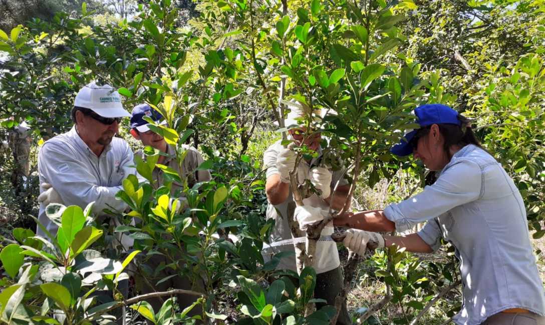 Imagen de ¿Qué documentación requiere la actividad yerbatera para poder circular? Imagen de ¿Qué documentación requiere la actividad yerbatera para poder circular?