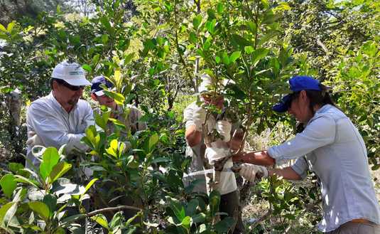 Imagen de ¿Qué documentación requiere la actividad yerbatera para poder circular?