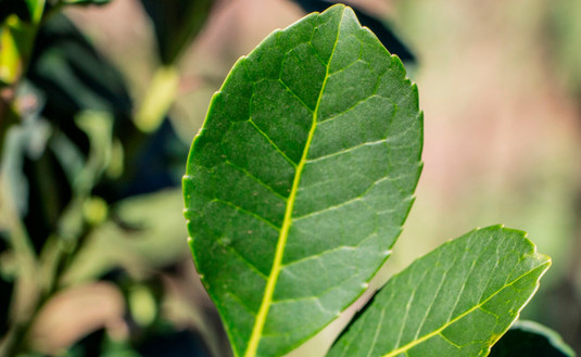 Imagen de El presidente y su equipo delinean acciones para asistir en la emergencia sanitaria
