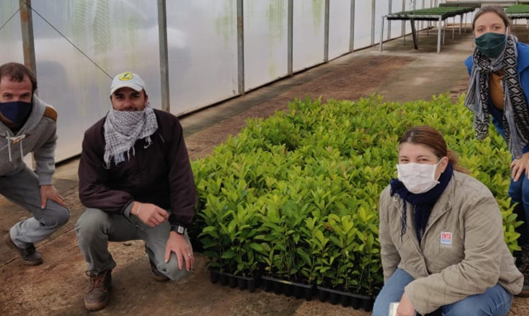 Imagen de Con apoyo del INYM y del INTA, se inici&oacute; la interplantaci&oacute;n para mejorar yerbales