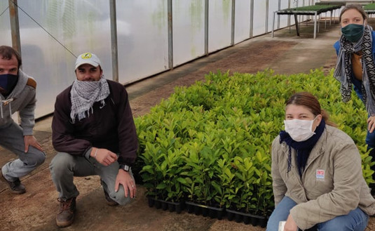 Imagen de Con apoyo del INYM y del INTA, se inició la interplantación para mejorar yerbales